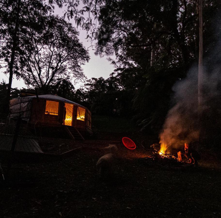 Purling Brook Falls Gwongorella Hotel สปริงบรูค ภายนอก รูปภาพ